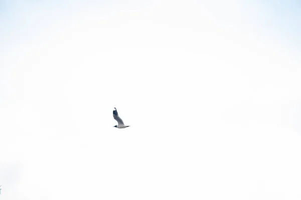 Afbeelding Van Een Meeuw Die Vliegt Met Blauwe Lucht Wolken — Stockfoto