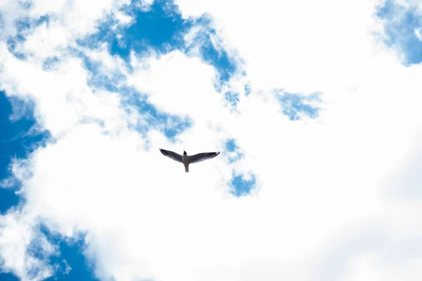 Bild Einer Möwe Die Mit Blauem Himmel Und Wolken Fliegt — Stockfoto