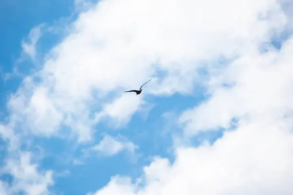 Imagen Una Gaviota Volando Con Cielo Azul Nubes Pájaro Salvaje — Foto de Stock