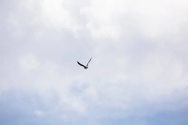 Bild Einer Möwe Die Mit Blauem Himmel Und Wolken Fliegt — Stockfoto