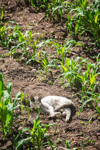 Изображение Кота Покоящегося Поле Кукурузы Сельское Хозяйство — стоковое фото