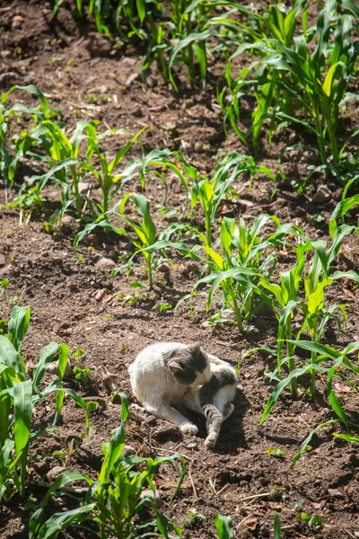 Afbeelding Van Een Kat Die Rust Een Maïsveld Landschap Van — Stockfoto