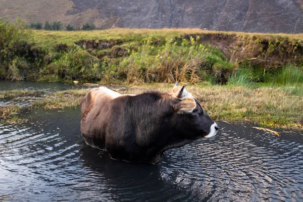 Image of a bull in a river. Bull in water refreshing in rural scene.