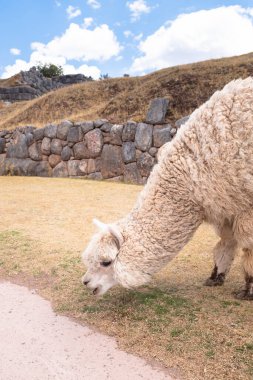 Peru And Dağları 'ndaki alpakaların resmi. Cusco Peru 'daki arkeoloji sahasında Alpakalar.