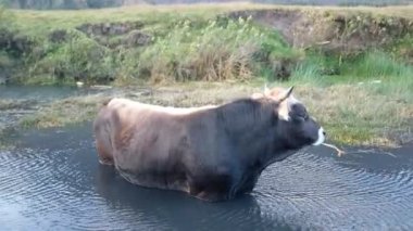Nehirdeki bir boğanın videosu. Suda boğa, kırsal alanda ferahlatıcı..