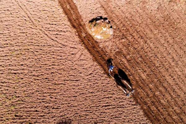 Peru And Dağları 'ndaki geleneksel saban görüntüsü. İki boğalı bir çiftçinin kır manzarası..