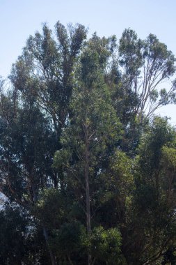 Peru And Dağları 'ndaki okaliptüs ağacının resmi. Peru 'nun And Dağları' ndaki Okaliptüs Ormanı.