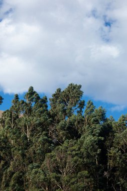 Peru And Dağları 'ndaki okaliptüs ağacının resmi. Peru 'nun And Dağları' ndaki Okaliptüs Ormanı.