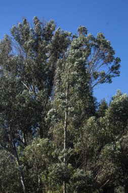 Peru And Dağları 'ndaki okaliptüs ağacının resmi. Peru 'nun And Dağları' ndaki Okaliptüs Ormanı.
