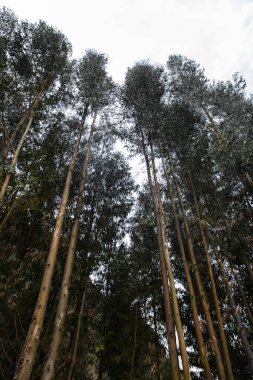 Peru And Dağları 'ndaki okaliptüs ağacının resmi. Peru 'nun And Dağları' ndaki Okaliptüs Ormanı.