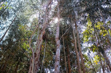 Peru And Dağları 'ndaki okaliptüs ağacının resmi. Peru 'nun And Dağları' ndaki Okaliptüs Ormanı.