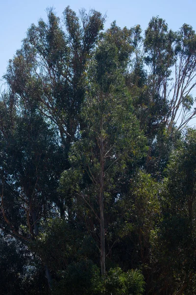 Image Eucalyptus Dans Les Andes Péruviennes Forêt Eucalyptus Dans Les — Photo