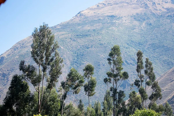 Bild Eukalyptusträdet Peruanska Anderna Eukalyptusskog Andinska Bergen Peru — Stockfoto