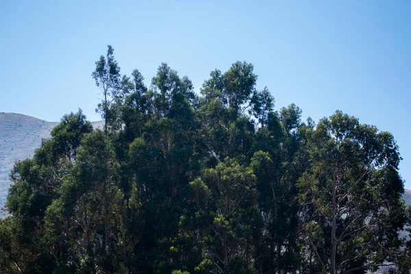 Image Eucalyptus Dans Les Andes Péruviennes Forêt Eucalyptus Dans Les — Photo
