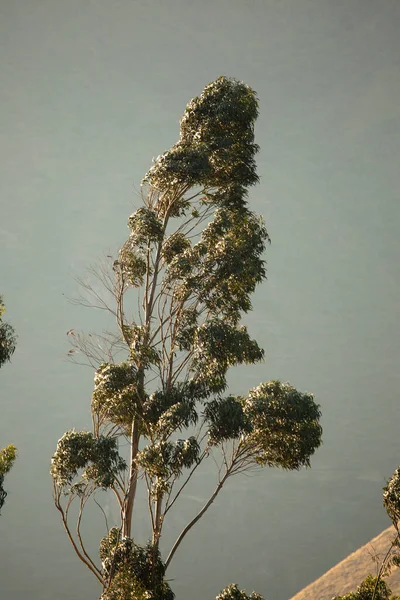 秘鲁安第斯地区桉树的图像 秘鲁安第斯山区桉树林 — 图库照片