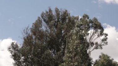 Peru And Dağları 'ndaki okaliptüs ağacının videosu. Peru 'nun And Dağları' ndaki Okaliptüs Ormanı.