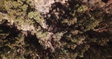 Peru And Dağları 'ndaki okaliptüs ağacının videosu. Peru 'nun And Dağları' ndaki Okaliptüs Ormanı.