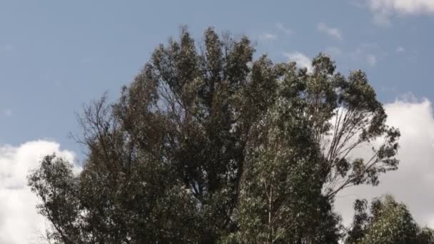 Video Dell Albero Eucalipto Nelle Ande Peruviane Foresta Eucalipto Nelle — Video Stock