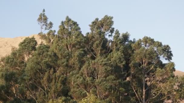 Vídeo Árvore Eucalipto Nos Andes Peruanos Floresta Eucalipto Nas Montanhas — Vídeo de Stock