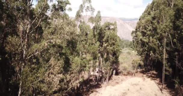 Vídeo Árvore Eucalipto Nos Andes Peruanos Floresta Eucalipto Nas Montanhas — Vídeo de Stock