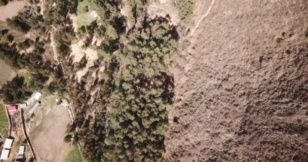 Vidéo Eucalyptus Dans Les Andes Péruviennes Forêt Eucalyptus Dans Les — Video