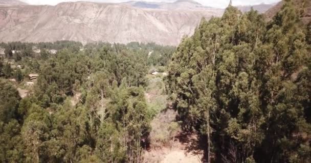 Peru Dağları Ndaki Okaliptüs Ağacının Videosu Peru Nun Dağları Ndaki — Stok video