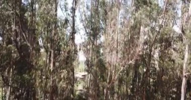 Peru And Dağları 'ndaki okaliptüs ağacının videosu. Peru 'nun And Dağları' ndaki Okaliptüs Ormanı.
