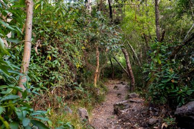 Cusco Peru 'da bir patika görüntüsü. Kutsal Vadi And Dağları 'ndaki Peru kırsal yolları.