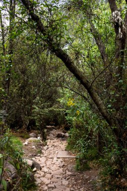 Cusco Peru 'da bir patika görüntüsü. Kutsal Vadi And Dağları 'ndaki Peru kırsal yolları.