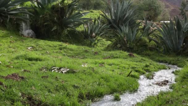 Videó Vízcsatornáról Cusco Peruban Mezőgazdasági Vízügyi Infrastruktúra — Stock videók