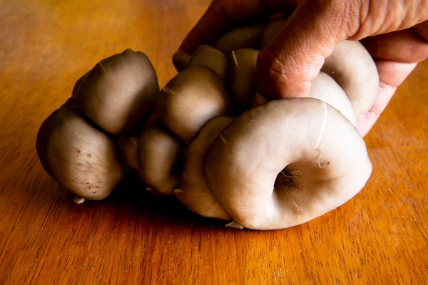 Cogumelo Orgânico Sobre Uma Mesa Ingrediente Natural Cultivado Nos Andes — Fotografia de Stock