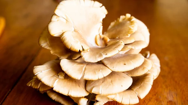 Cogumelo Orgânico Sobre Uma Mesa Ingrediente Natural Cultivado Nos Andes — Fotografia de Stock