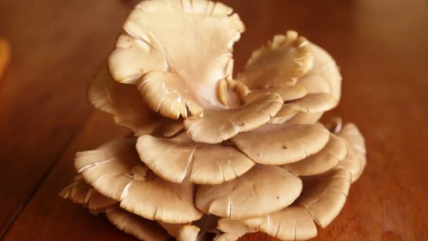 Bio Pilz Über Einem Tisch Natürliche Zutat Aus Den Peruanischen — Stockvideo
