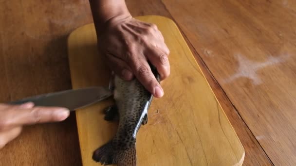 Bereiding Van Verse Forel Voor Het Koken Rauwe Verse Vis — Stockvideo