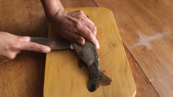 Beredning Färsk Öring För Matlagning Obearbetad Färsk Fisk Från Peruanska — Stockvideo