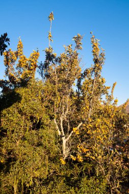 Meyveli Medlar ağacı. Peru And Dağları 'nda sarı meyve. Taze organik ürün..