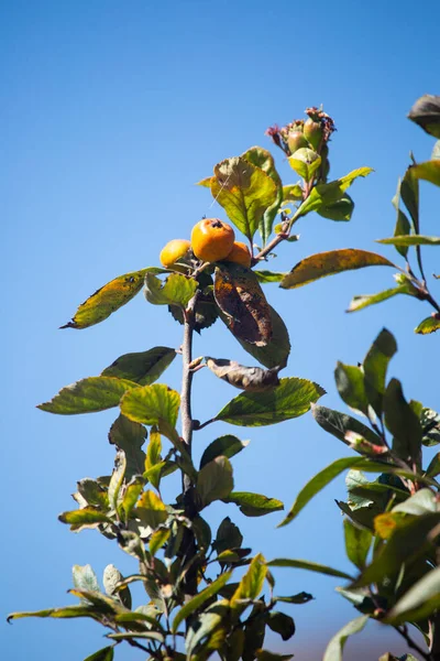 Medlar tree with fruits. Yellow fruit in Peruvian Andes. Fresh organic product.
