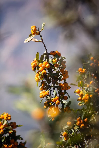 Medlar tree with fruits. Yellow fruit in Peruvian Andes. Fresh organic product.