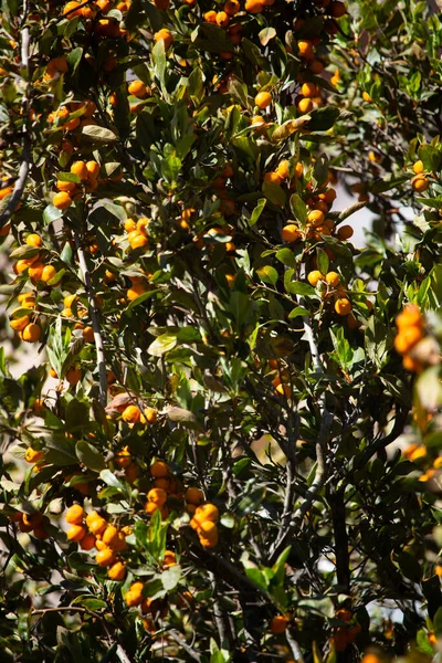 Medlar Árvore Com Frutas Fruta Amarela Nos Andes Peruanos Produto — Fotografia de Stock