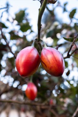 Peru Tamarillo 'dan tipik bir meyve. 