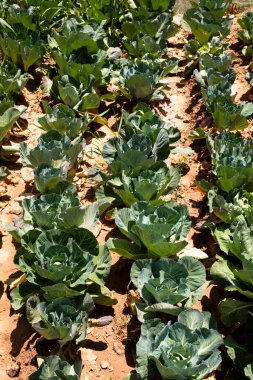 Peru 'nun kutsal vadisindeki lahana tarlaları. Peru And Dağlarında organik yiyecekler.