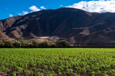 Kutsal Vadi 'de mısır tarlası, Cusco. Peru geleneksel tarım mahsulü.