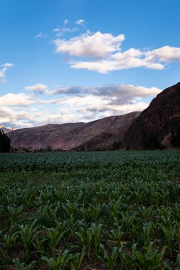 Kutsal Vadi 'de mısır tarlası, Cusco. Peru geleneksel tarım mahsulü.
