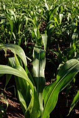 Kutsal Vadi 'de mısır tarlası, Cusco. Peru geleneksel tarım mahsulü.