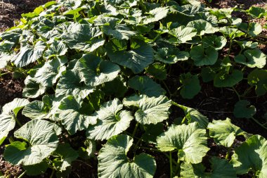 Peru And Dağları 'ndaki balkabağı çiftliği. Peru 'daki kutsal vadide organik tarım..