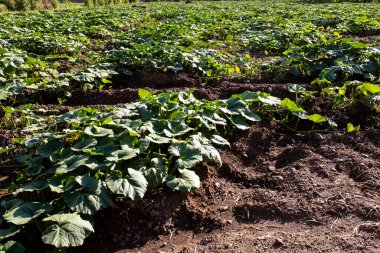 Peru And Dağları 'ndaki balkabağı çiftliği. Peru 'daki kutsal vadide organik tarım..