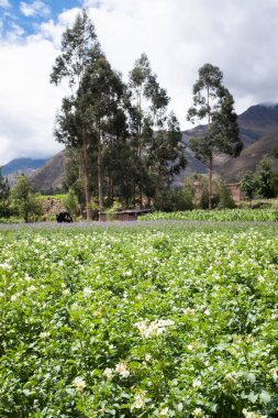 Peru And Dağları 'nda patates tarlası. Cusco Peru 'da organik patates üretimi.