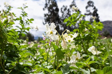 Peru And Dağları 'nda patates tarlası. Cusco Peru 'da organik patates üretimi.