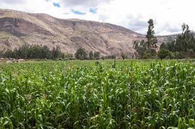 Kutsal Vadi 'de mısır tarlası, Cusco. Peru geleneksel tarım mahsulü.