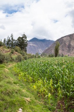 Kutsal Vadi 'de mısır tarlası, Cusco. Peru geleneksel tarım mahsulü.